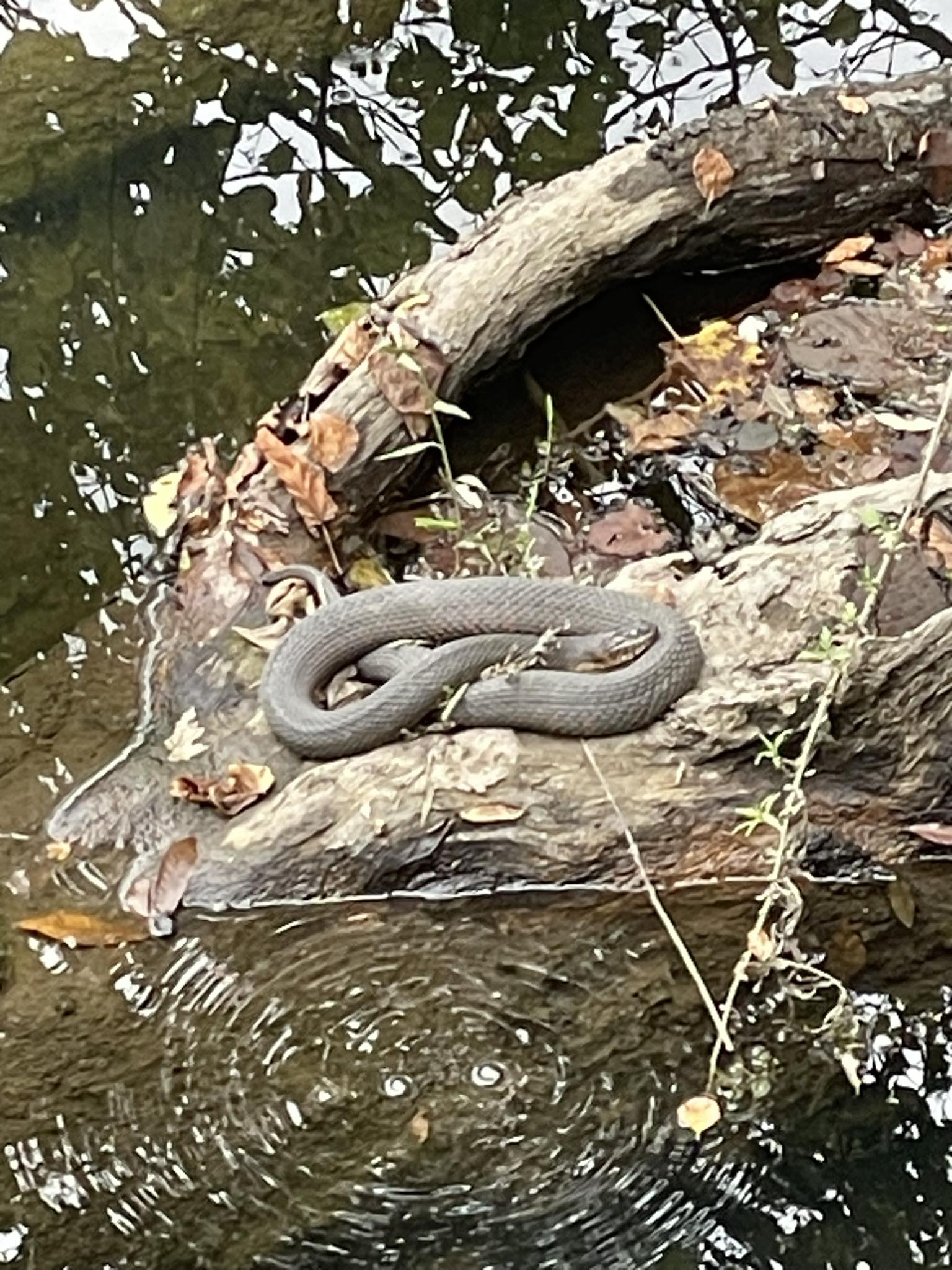 New Jersey Snake Identification and Education | Found this fella ...