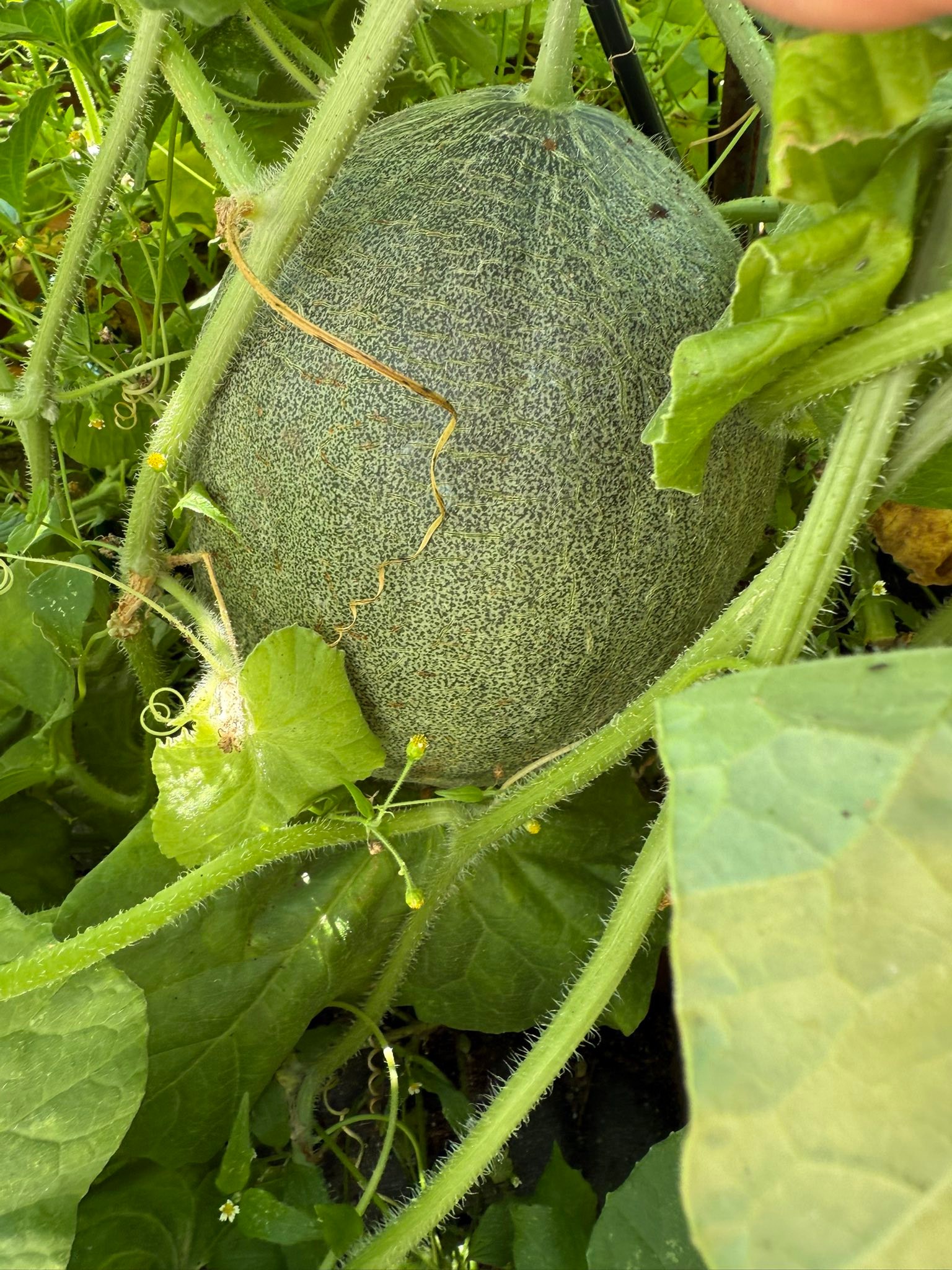What type of melons are these and how long to grow?