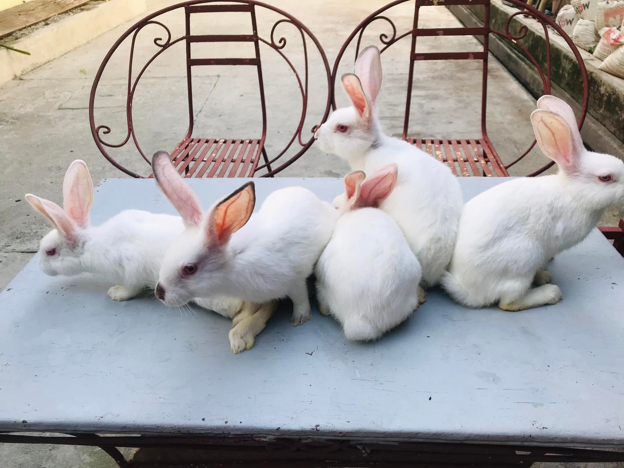 JD’s Rabbitry