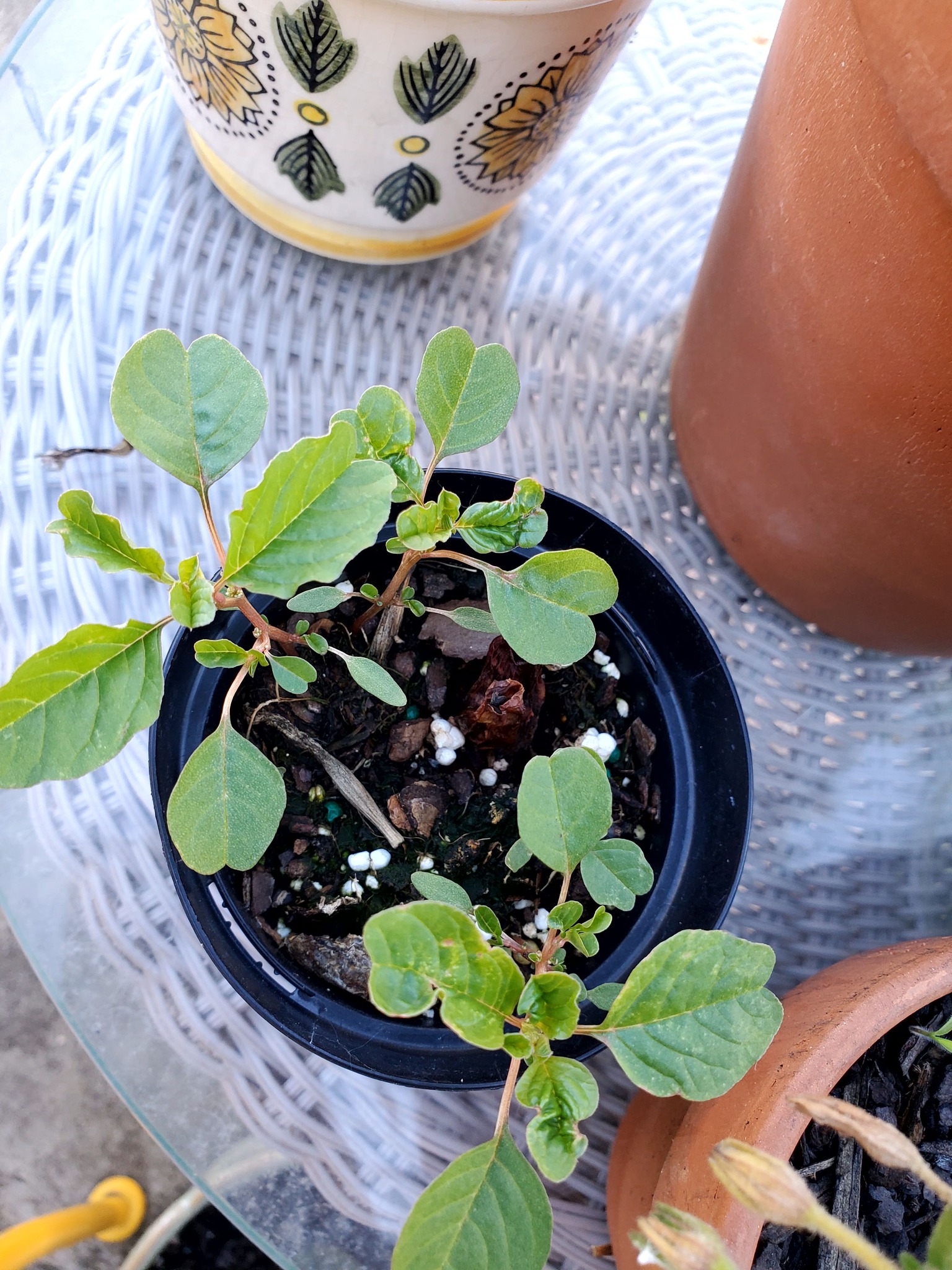 What are the green pompom-like growths on bamboo?