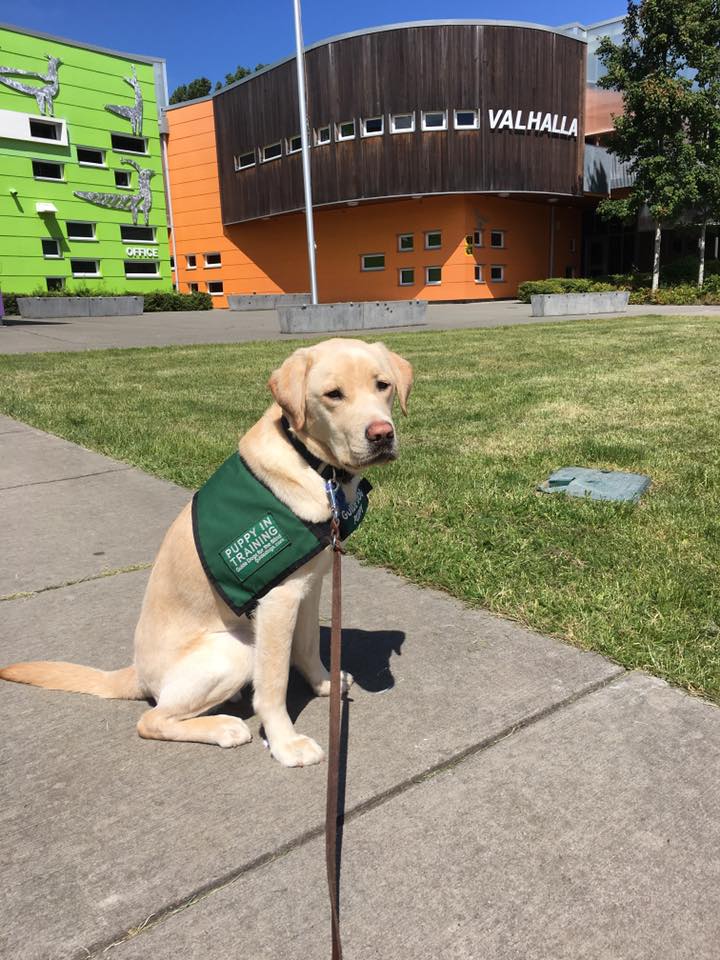 Yoshi's guide dog puppy training