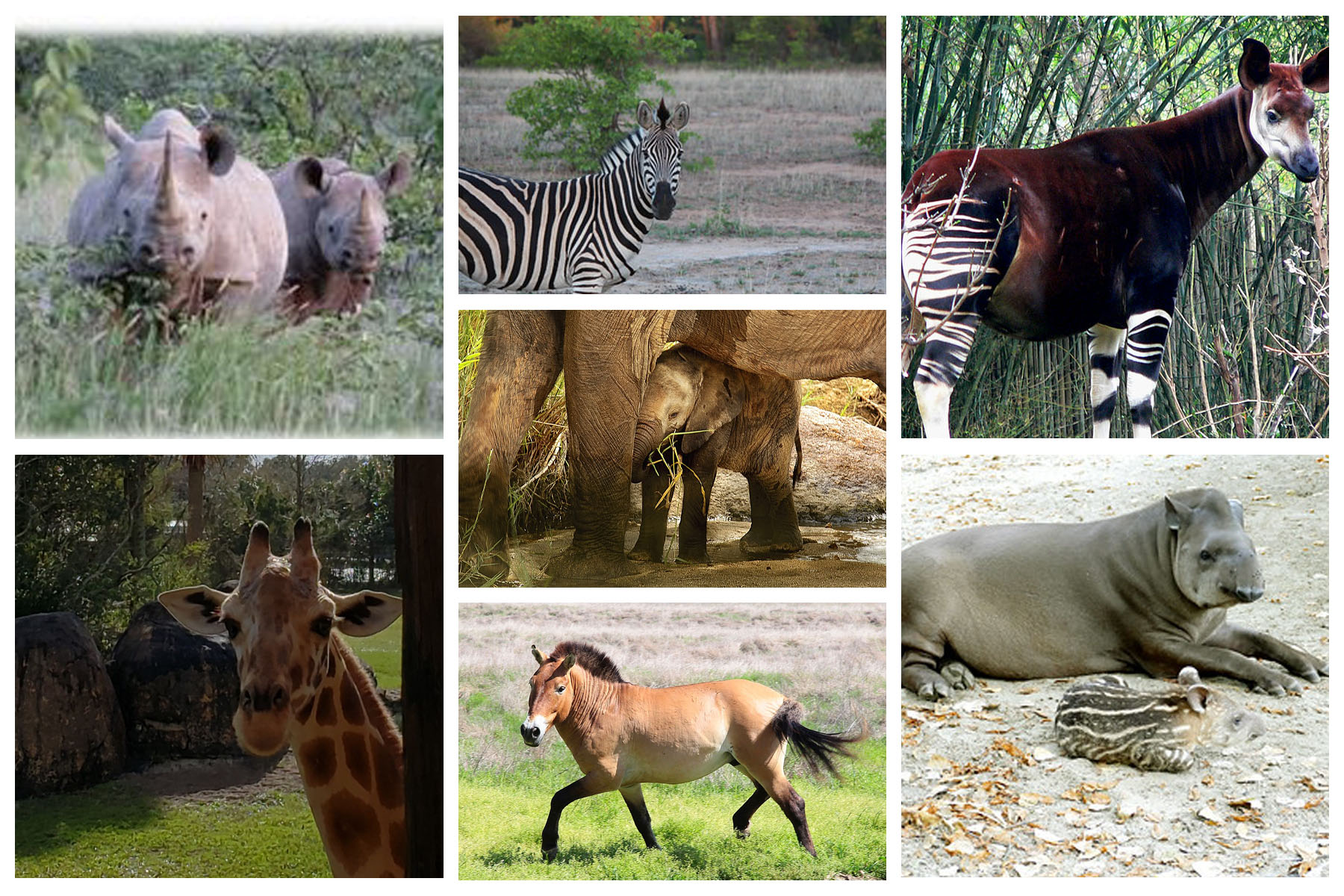 Wild Animal Health Fund - #InternationalUngulateAwarenessDay Did you ...