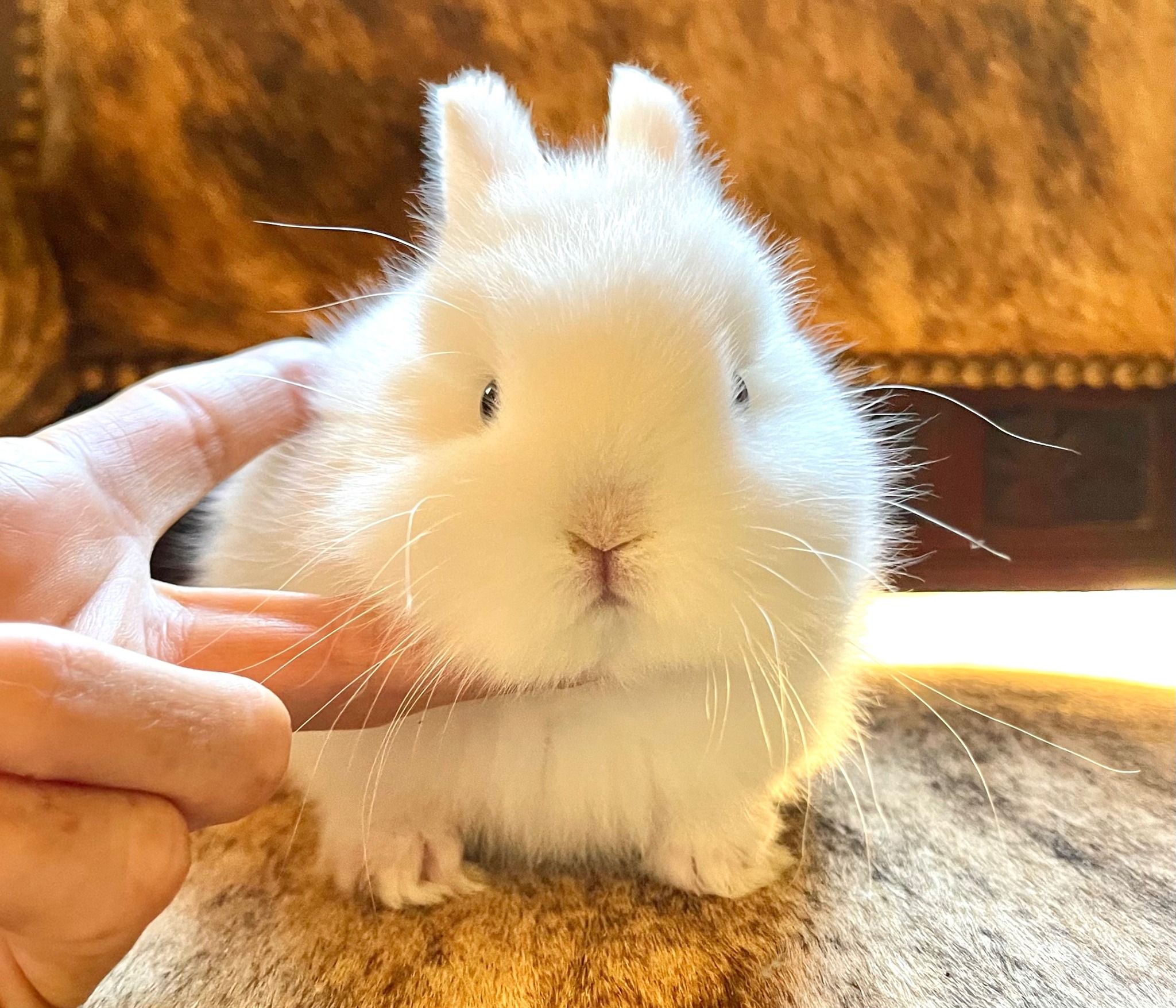 Down The Rabbit Hole Netherland Dwarf California Co Op Rabbitry