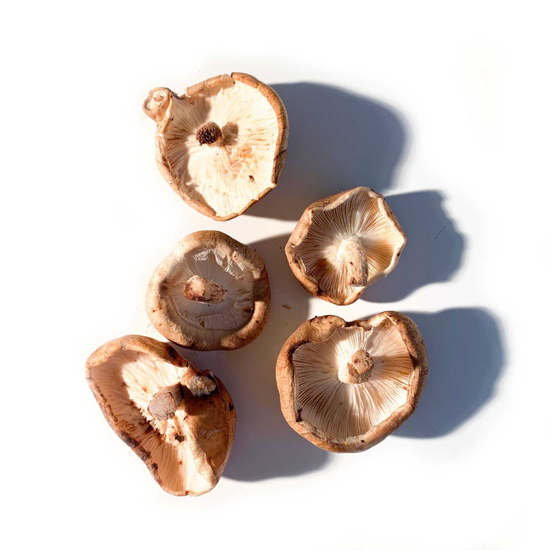 mrfoodlife.com - El nombre común de esta seta, “Shitake”,...