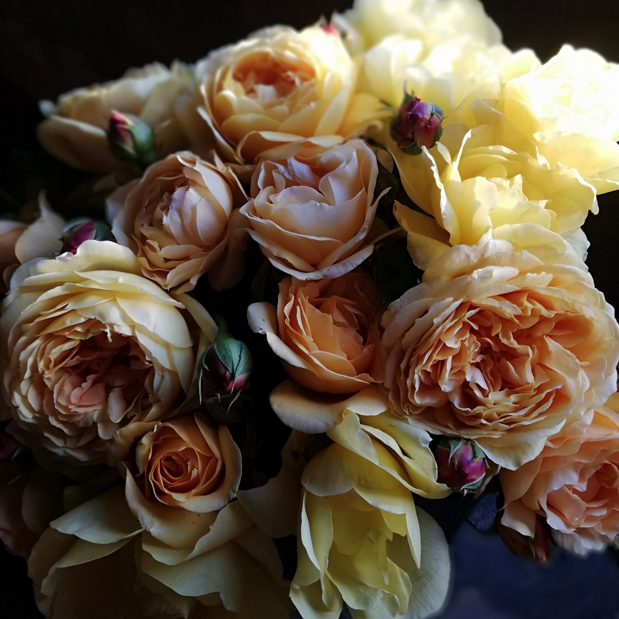 amore roses - amore roses added a new photo — at amore roses.