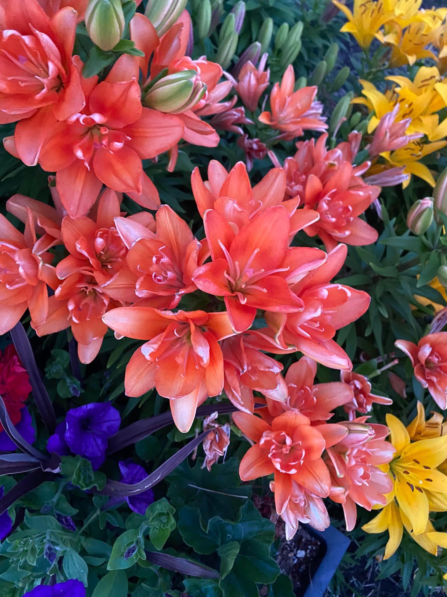 Can you tell me what kind of Lilly this is?