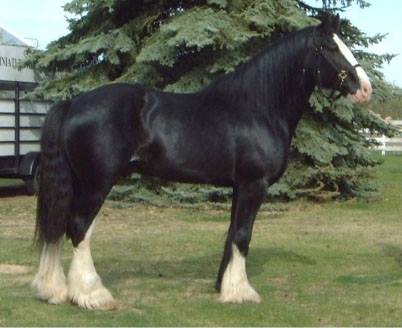 Gentle Giant Ranch - Shire Horses - FOX VALLEY FELIX [1760] (46786 ...