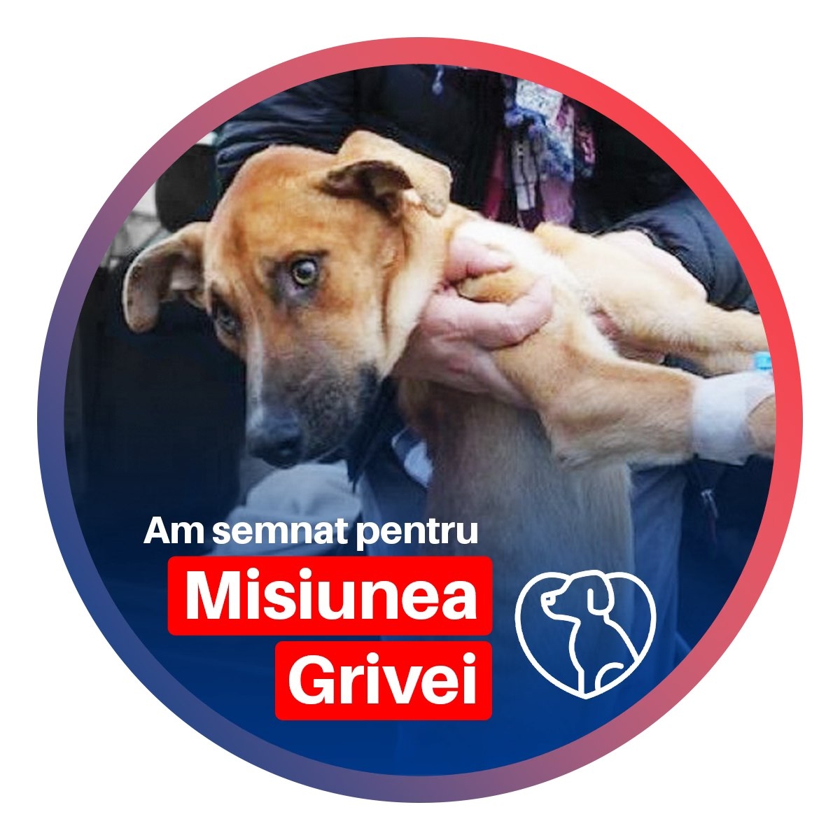 Misiunea Grivei | Oradea