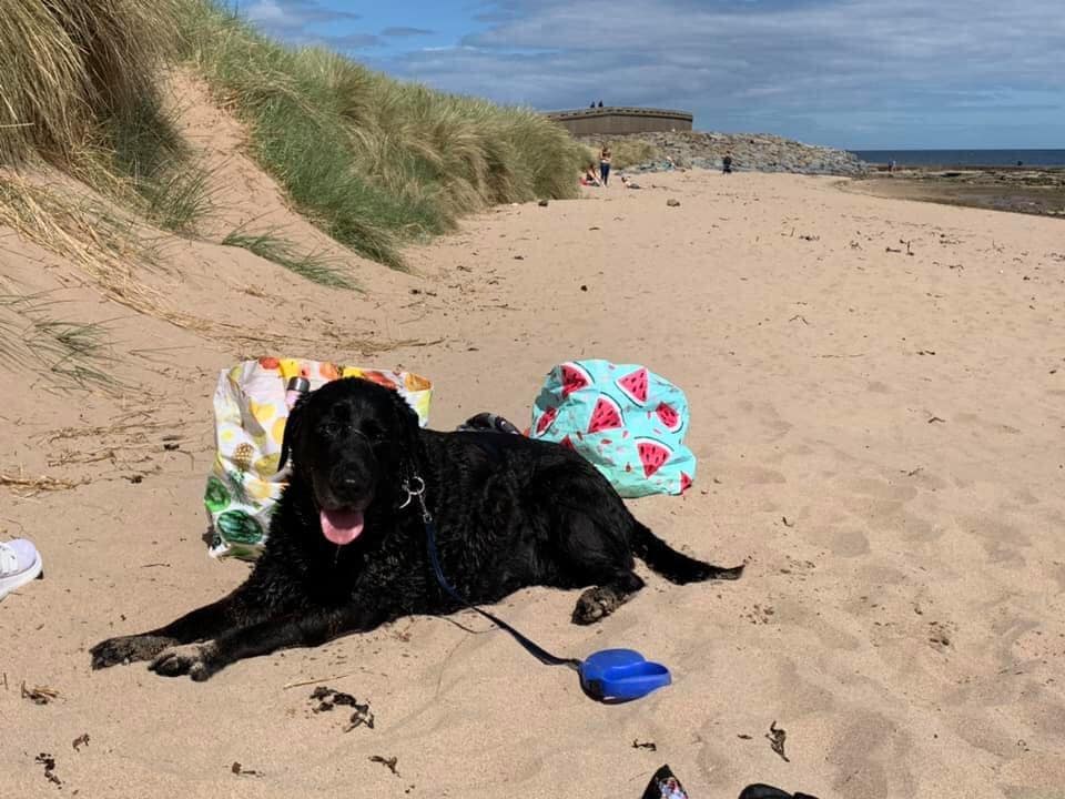 Happy 13th birthday... - Labrador Retriever Rescue Scotland
