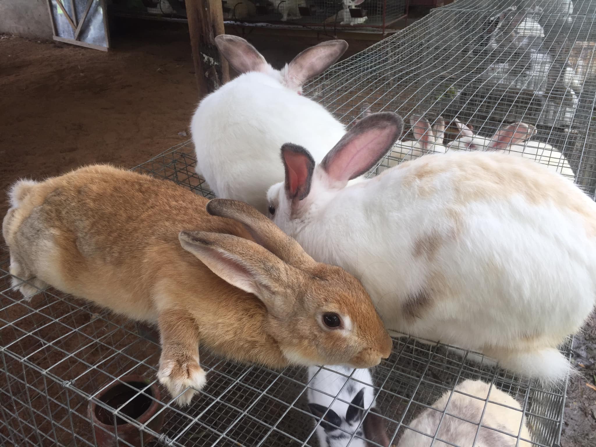 Mr.jun’s Rabbitry | Panabo