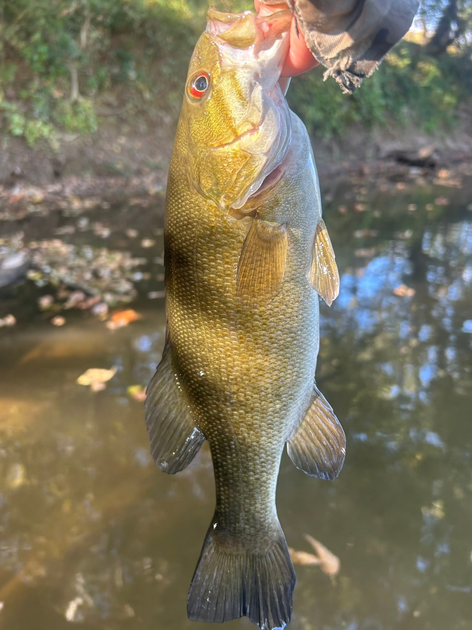 Maryland River, Creek, and Pond Fishing | Facebook