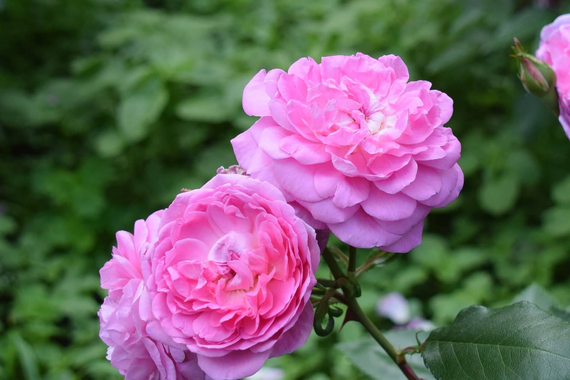 バラを追いかけて 波うつ花弁が重なる華やかな花姿 ピンク・パラダイス 