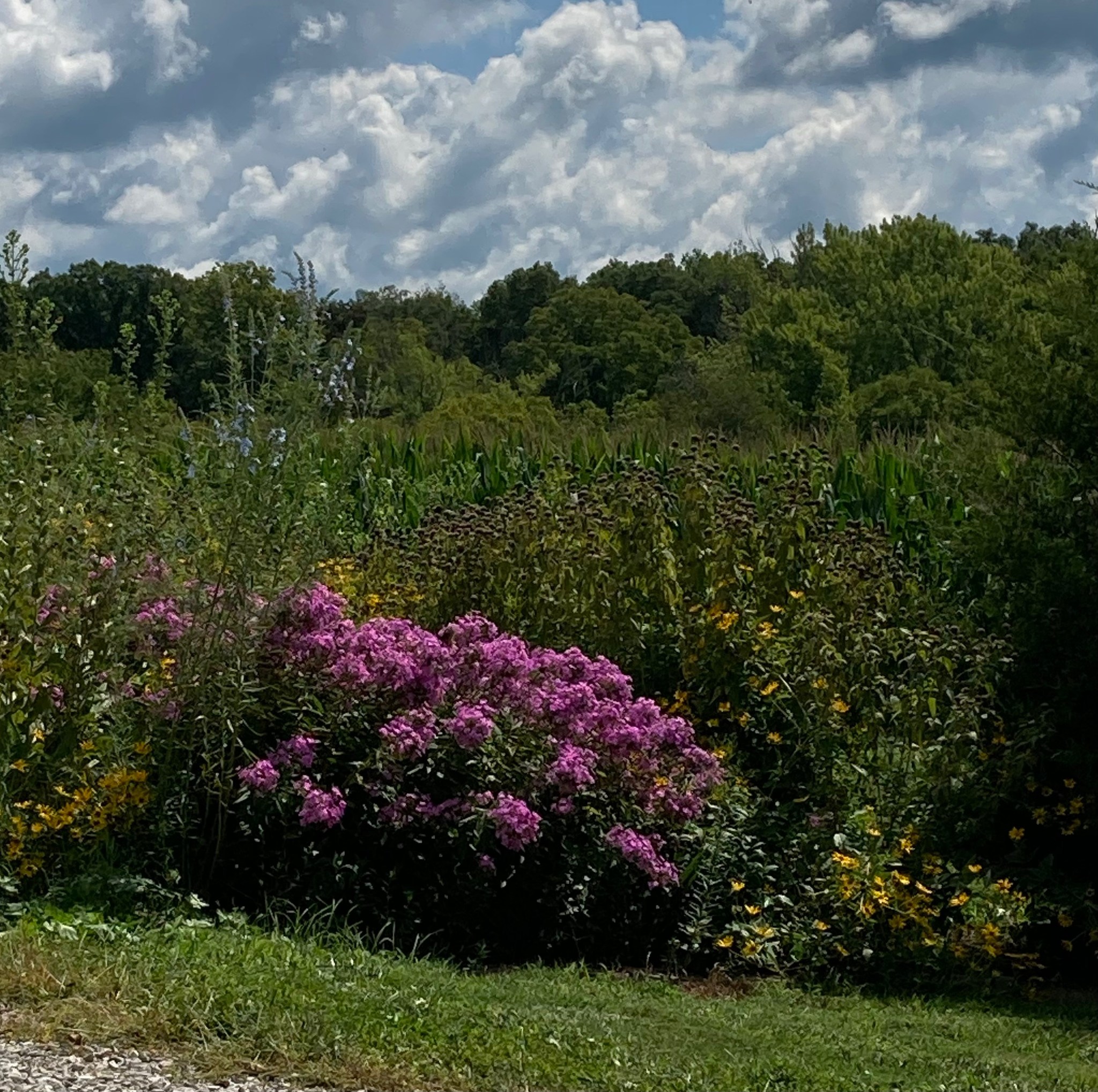 The Picky Bee | Waterloo IL