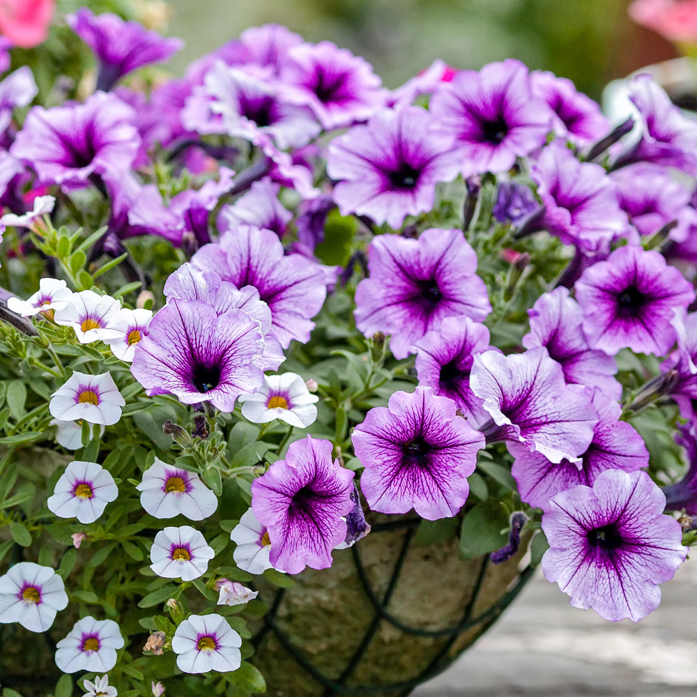 GradinaMax HR - 🌺 Najbolje sorte petunija za balkon i...