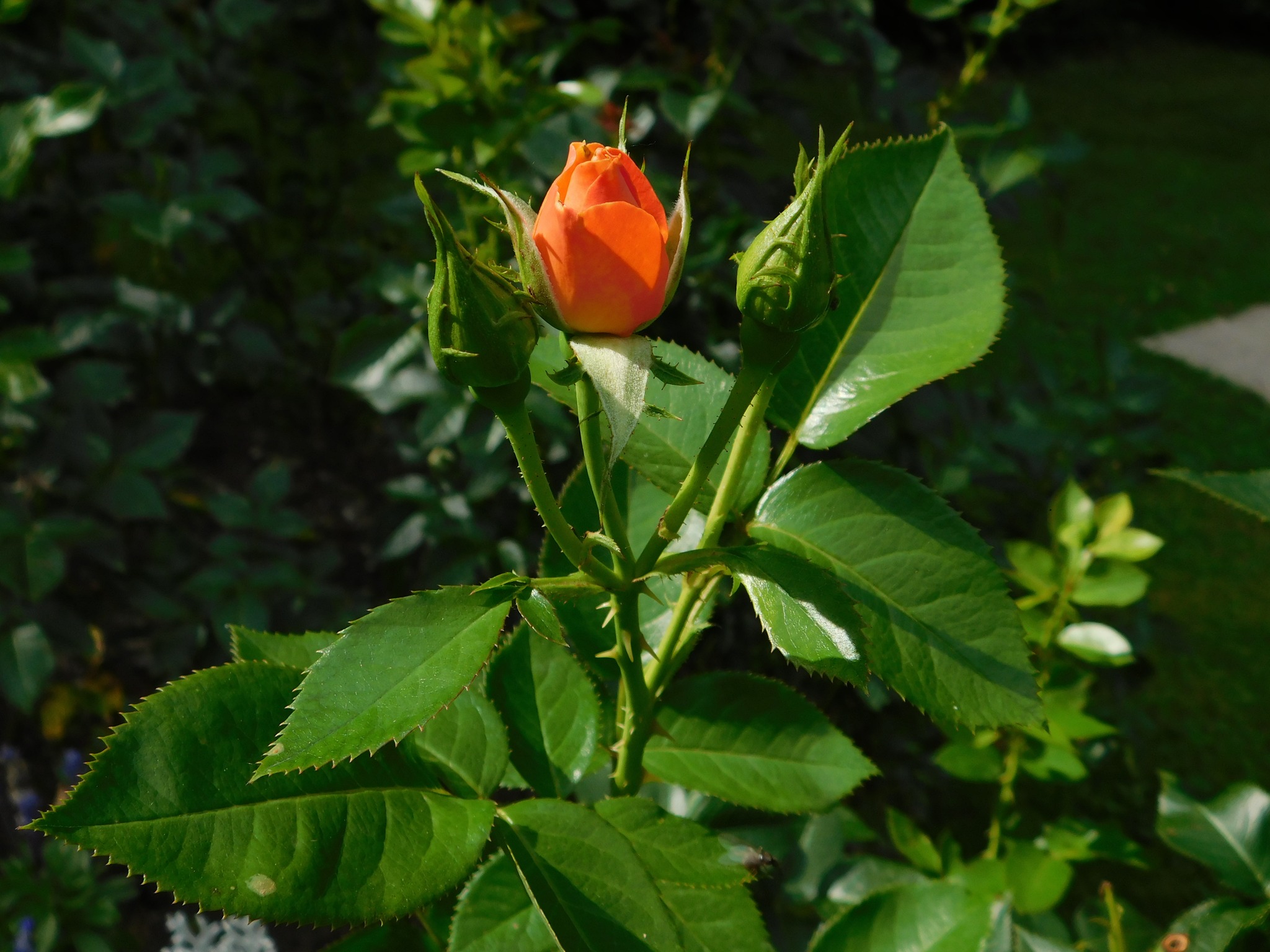 Vrtnice 🌹 veljajo za kraljice... - Mozirski Gaj Park Cvetja
