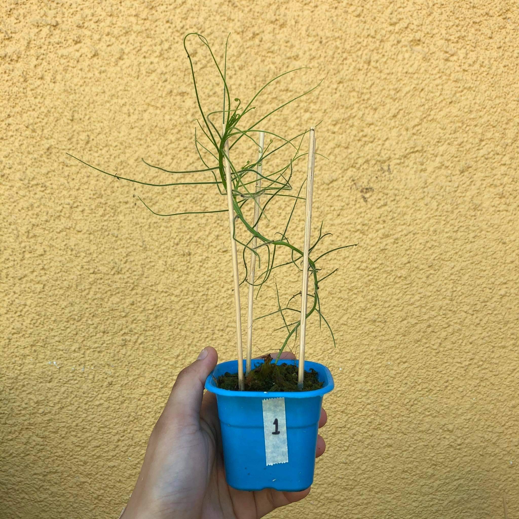 ‼️AVAILABLE‼️ Byblis Guehoi PHP350... - Plants R Us -Manila