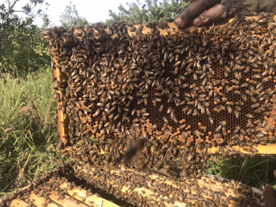 Rwanda Beekeeping / ubworozi bw'Inzuki mu Rwanda | Facebook