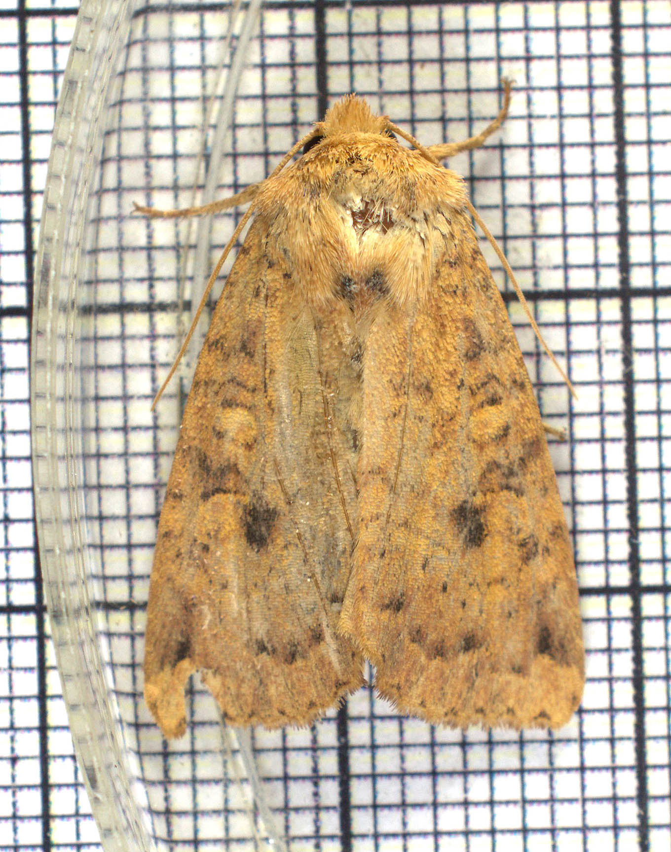 What moth species is this in Michigan?