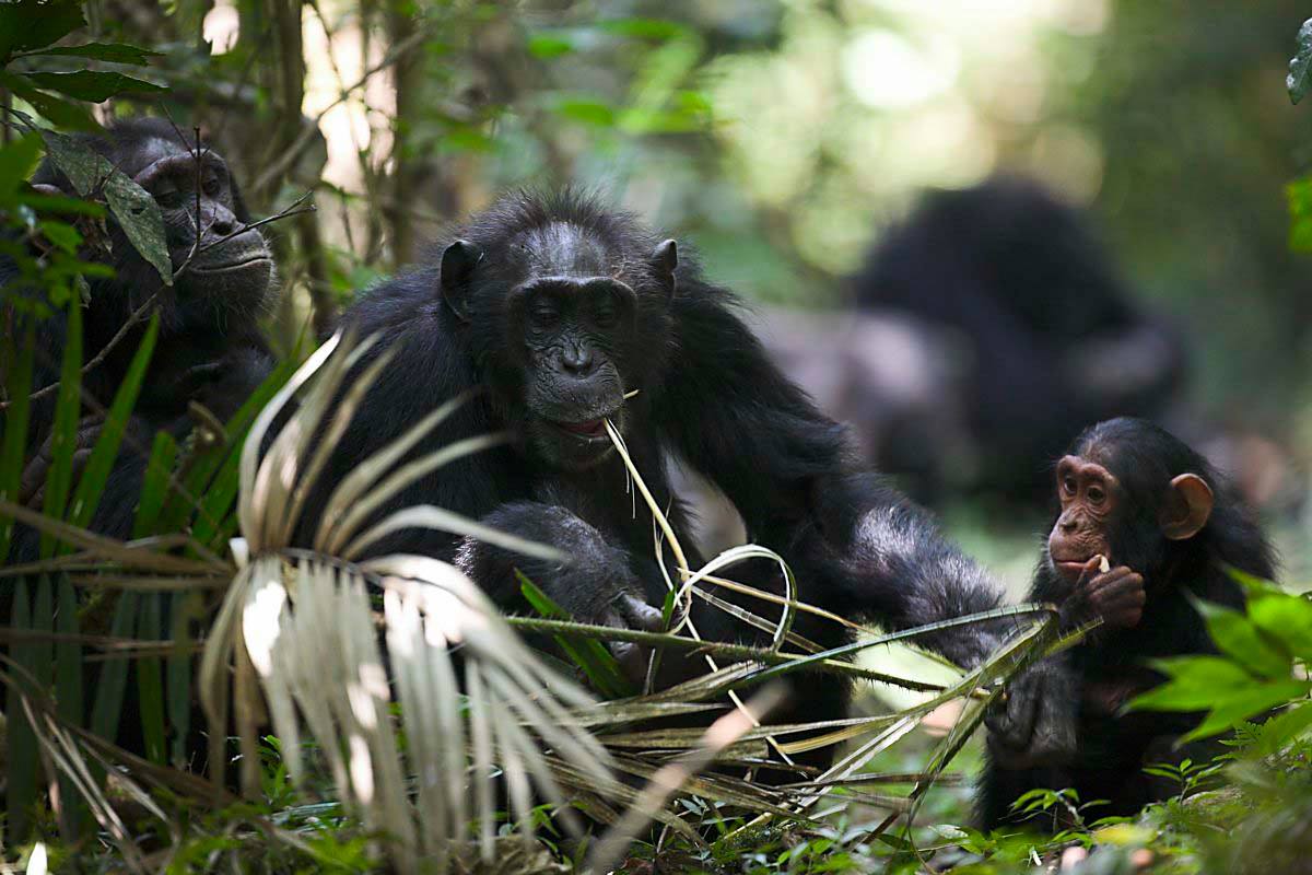 Royal Zoological Society of Scotland (RZSS) | Edinburgh