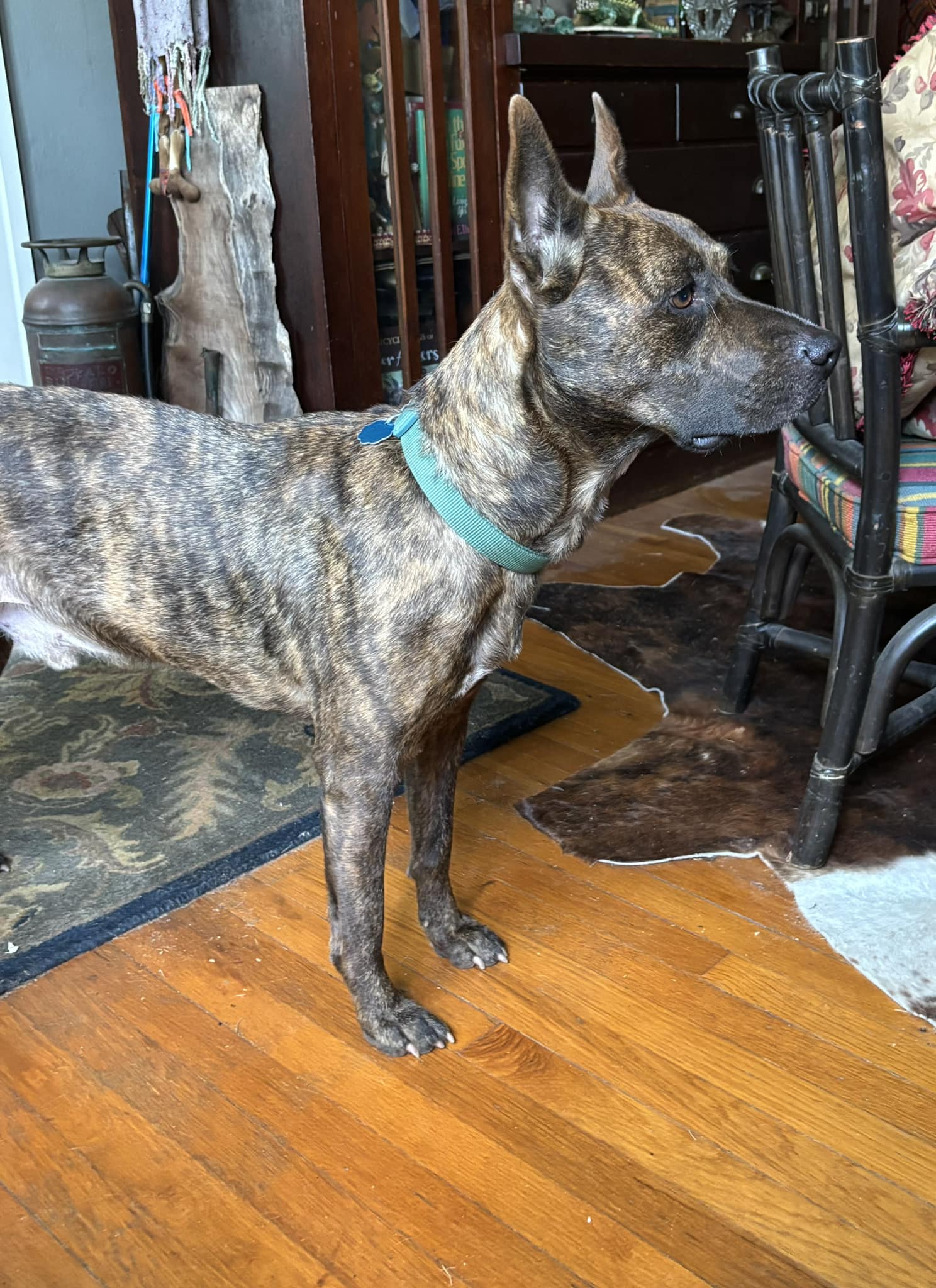 SEEK (Tuscaloosa Missing Pets) | Baby sitting dog who got away today