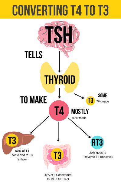 Can I take glutathione with levothyroxine?