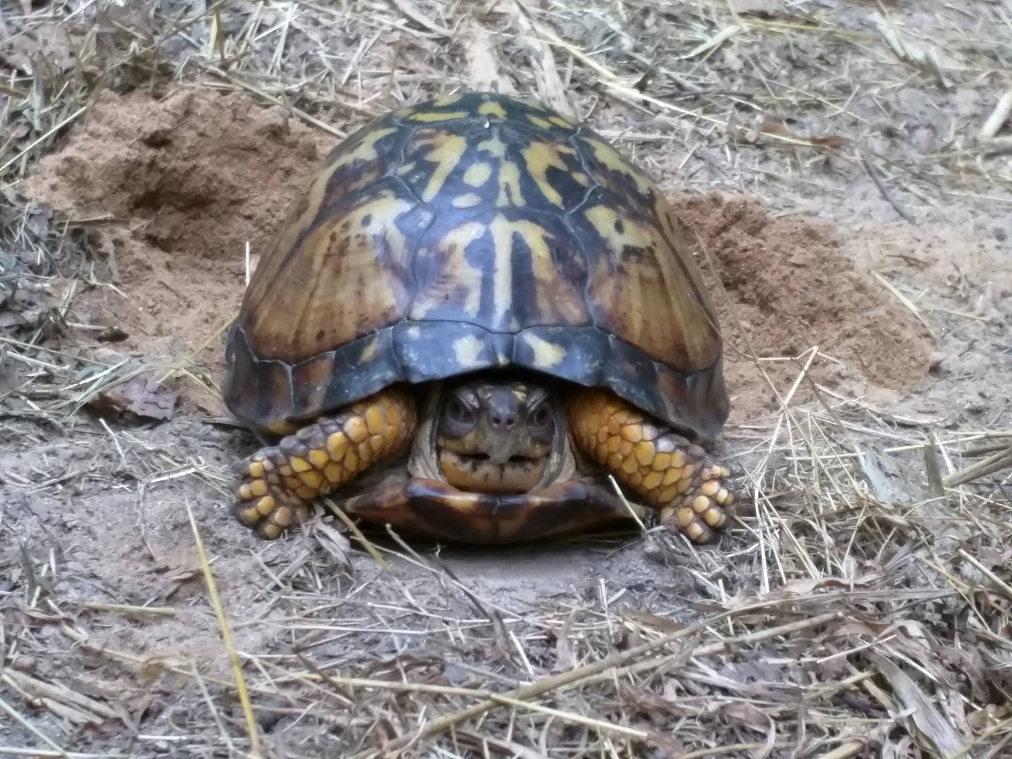 Eastern box turtle and an eastern king... - Wofford Outdoors