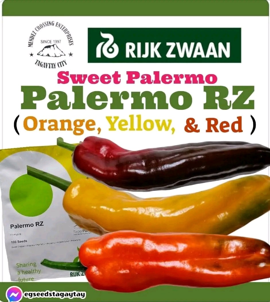 Egseeds - Rijk Zwaan 🇳🇱 Hybrid Sweet Pepper / Dulce Italiano