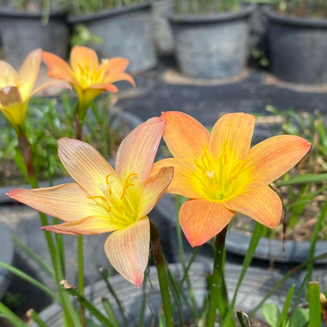ไม้หัวดอกสวย - บัวดินสีส้ม Zephyranthes ‘Java’
