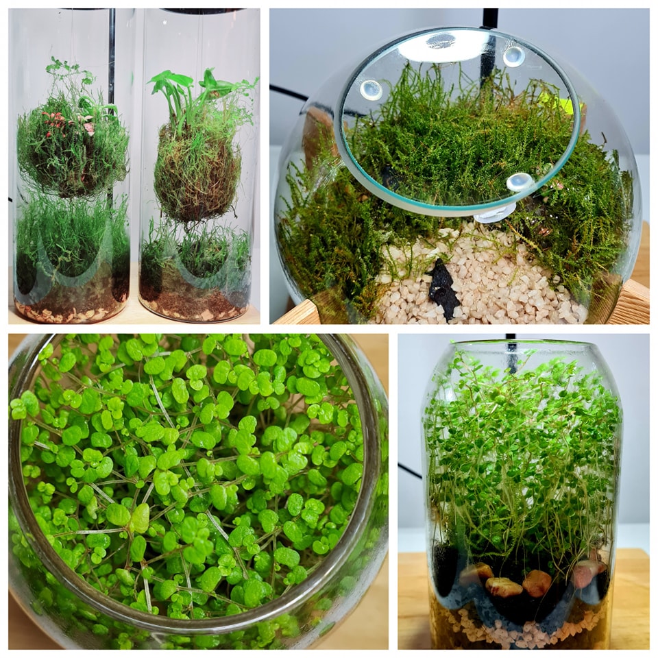 Heavenly Terras - 🌿🎁 Unique Terrariums for the Perfect... | Facebook