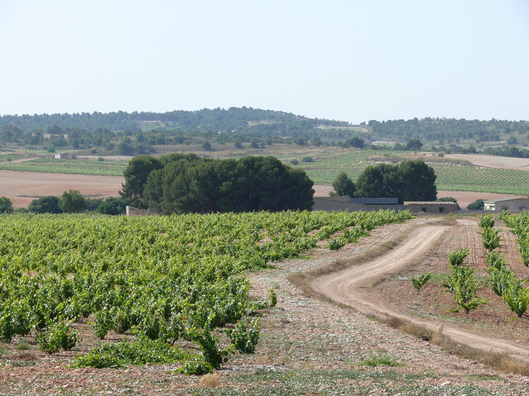 Bodegas Bleda - ¿Sabes de dónde viene el nombre de nuestro... | Facebook