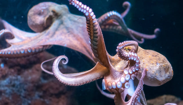 Octoids and other sunch Submerged Ones