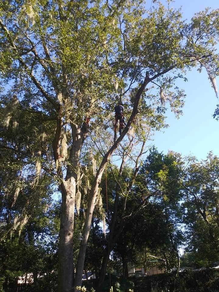 Eric Shaw's Tree service and Wood Yard | Jacksonville FL