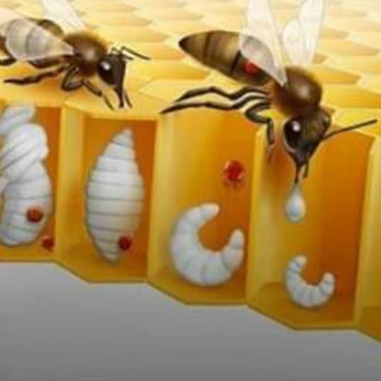 API KORS - Ciclo da pior praga na APICULTURA...... VARROA...