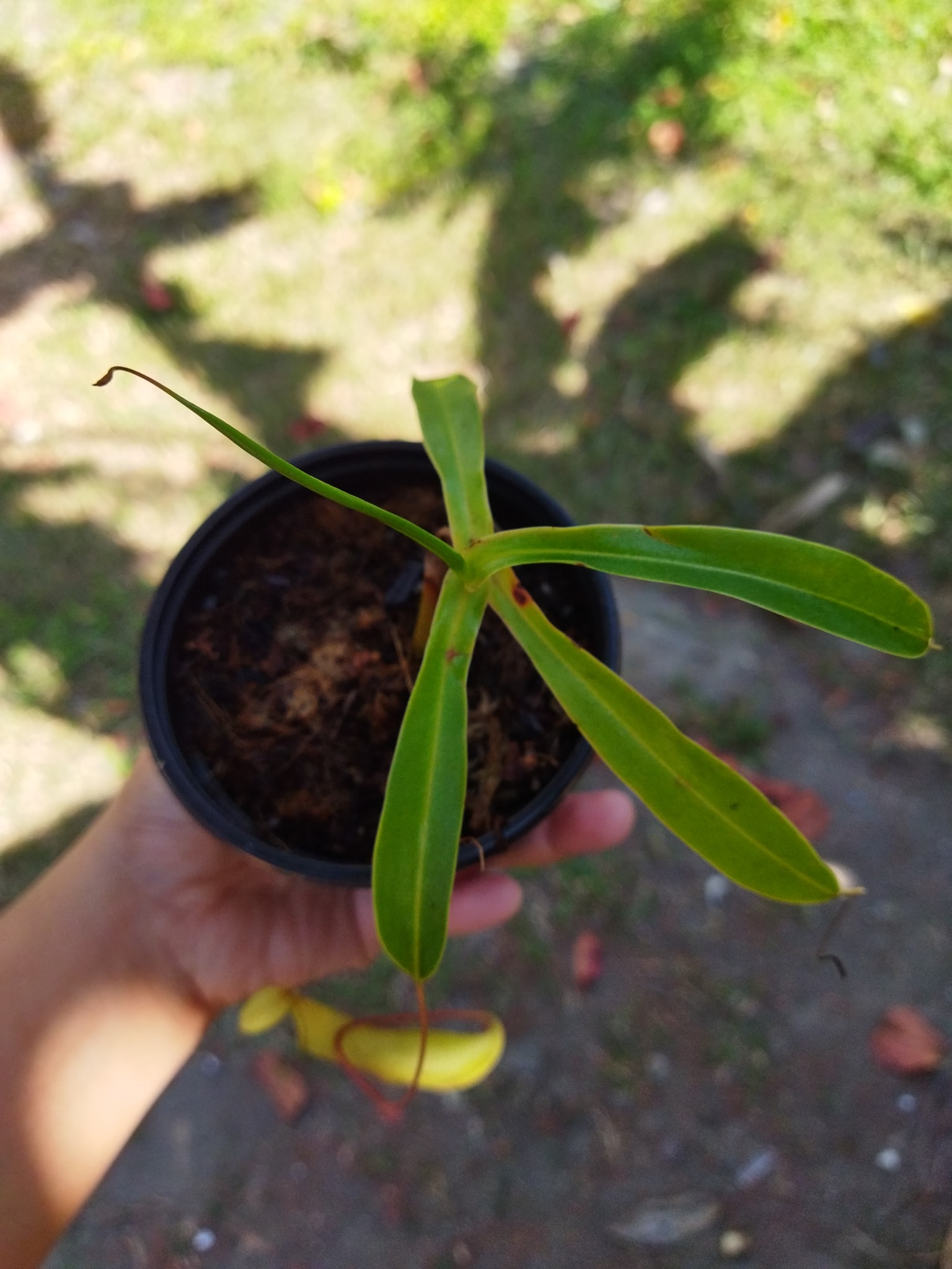 ‼️ AVAILABLE ‼️ VENTRICOSA X ALATA... - Plants R Us -Manila