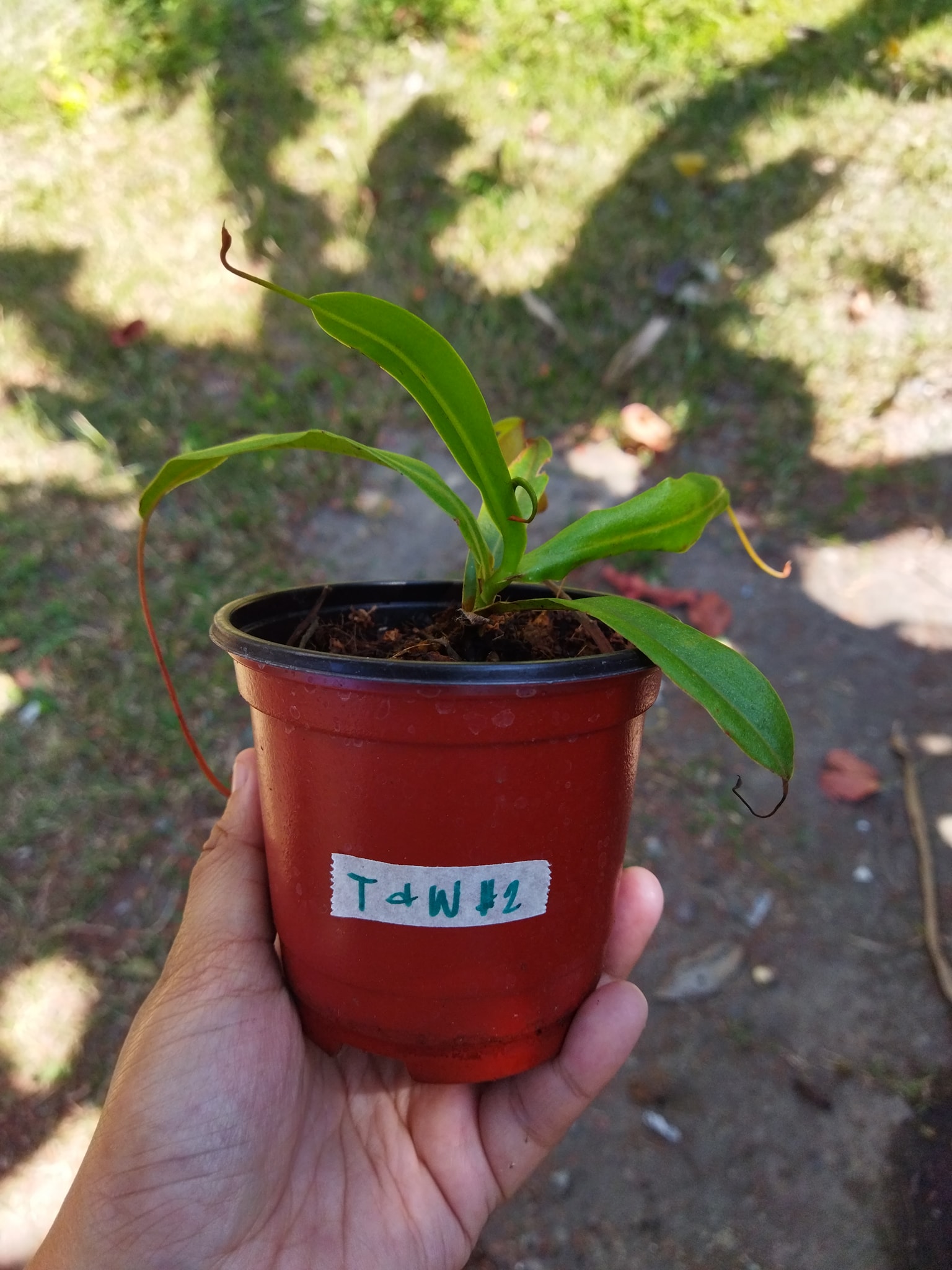 ‼️ AVAILABLE ‼️ TUBBY AND WIDE... - Plants R Us -Manila