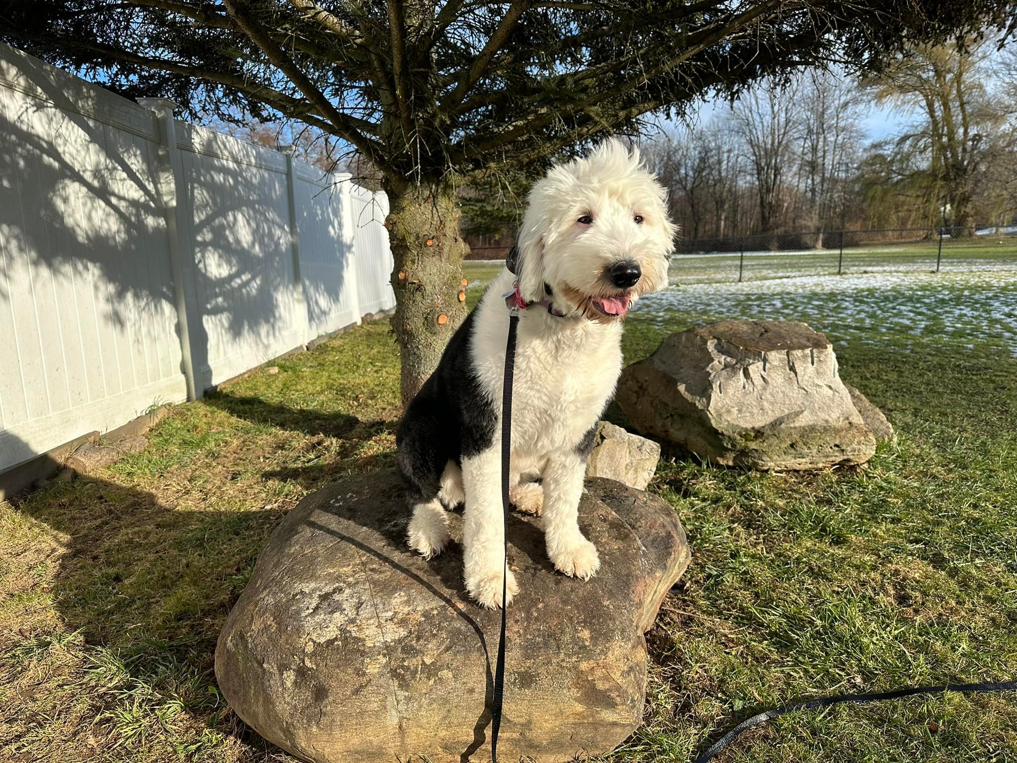 The Dog House | Williamson NY