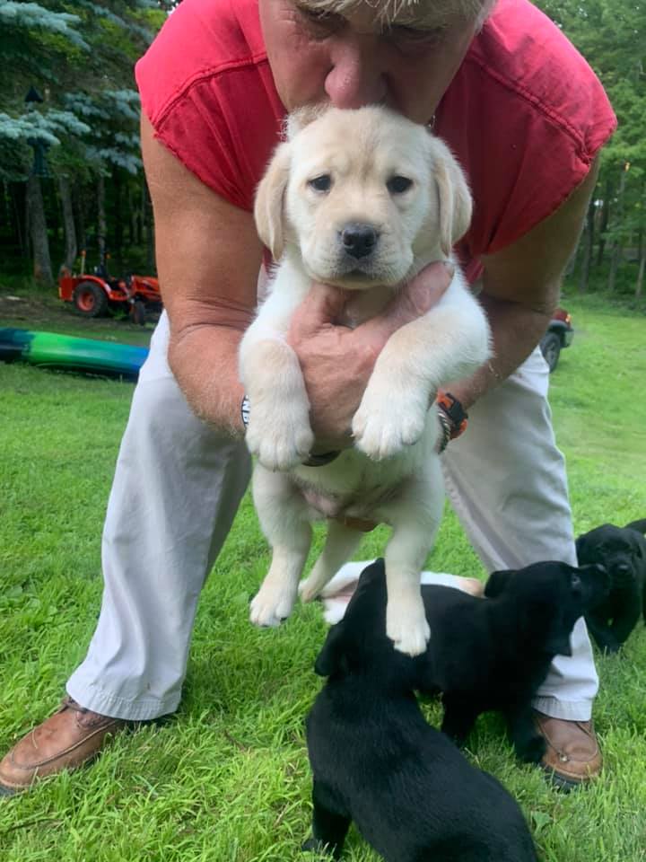 AKC English Labrador Country Kennel of Massachsettes Berkshires