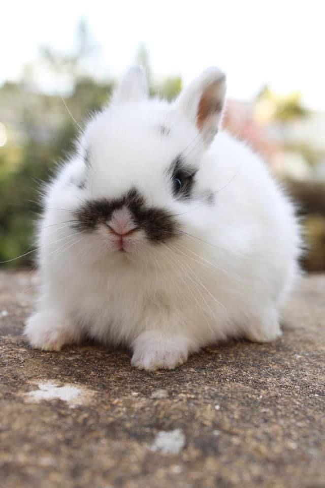 The Nethy Shed - Netherland Dwarf Rabbits Cornwall.