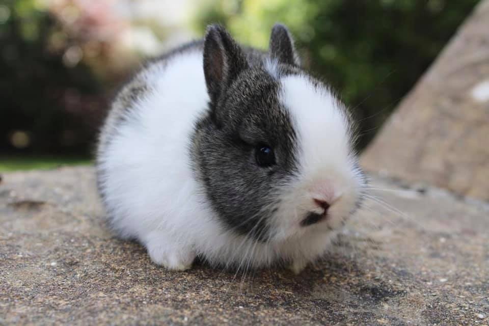 The Nethy Shed - Netherland Dwarf Rabbits Cornwall.