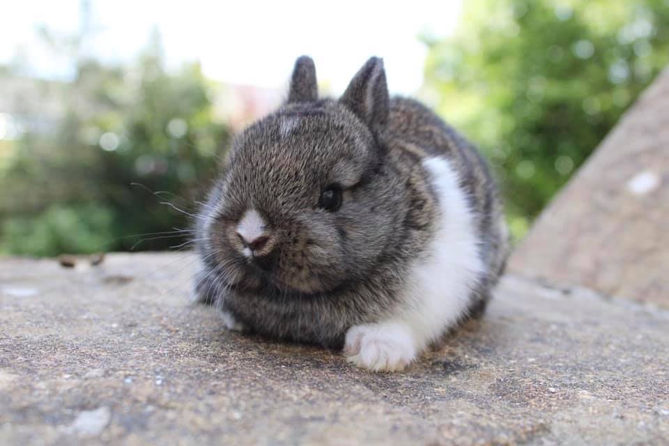 The Nethy Shed - Netherland Dwarf Rabbits Cornwall.