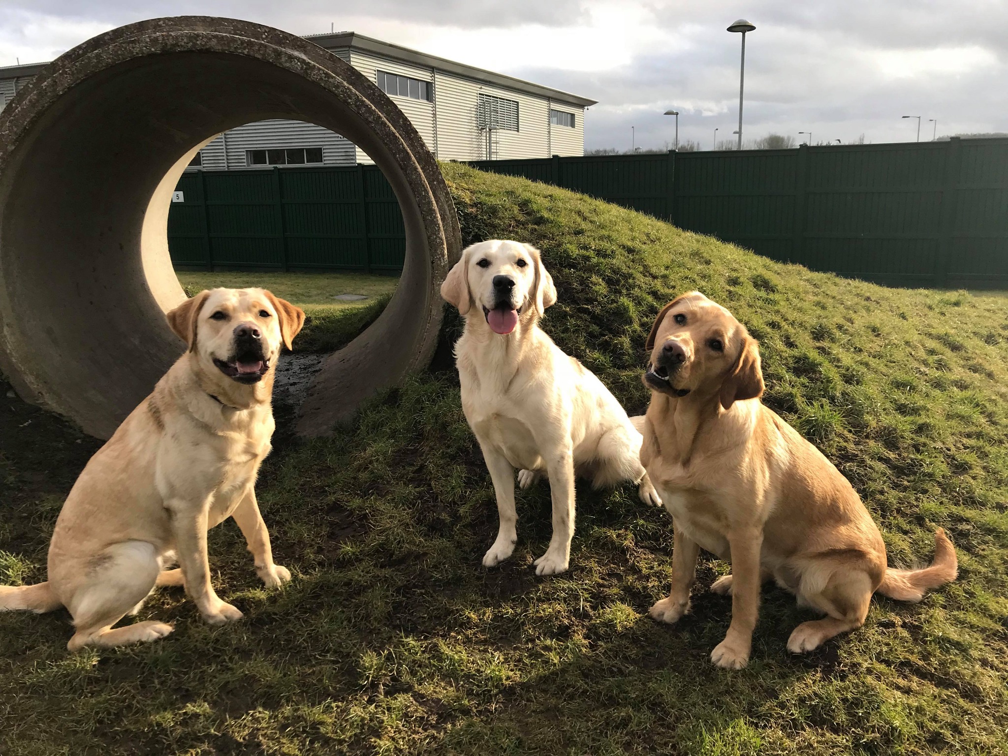 If you love the sound of becoming a... - Guide Dogs Scotland