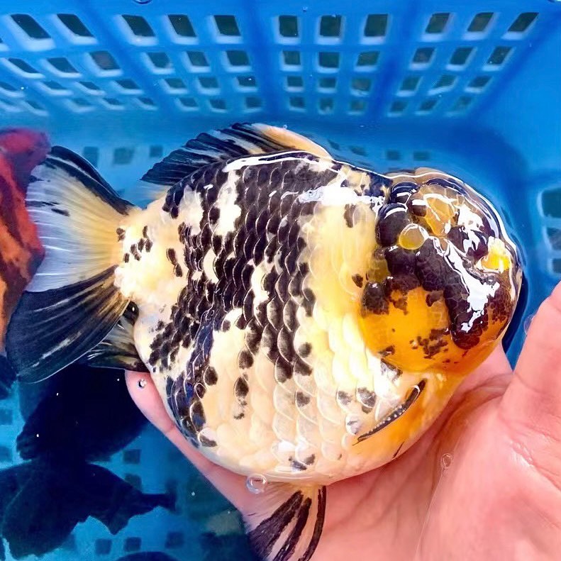 唐氏金鱼今年的元宝狮与长尾狮种鱼！😍😍😍... - 金鱼宝殿 Goldfish Palace
