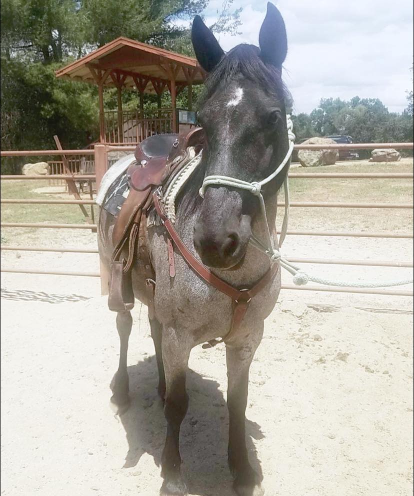 Rob's Ranch Sitting