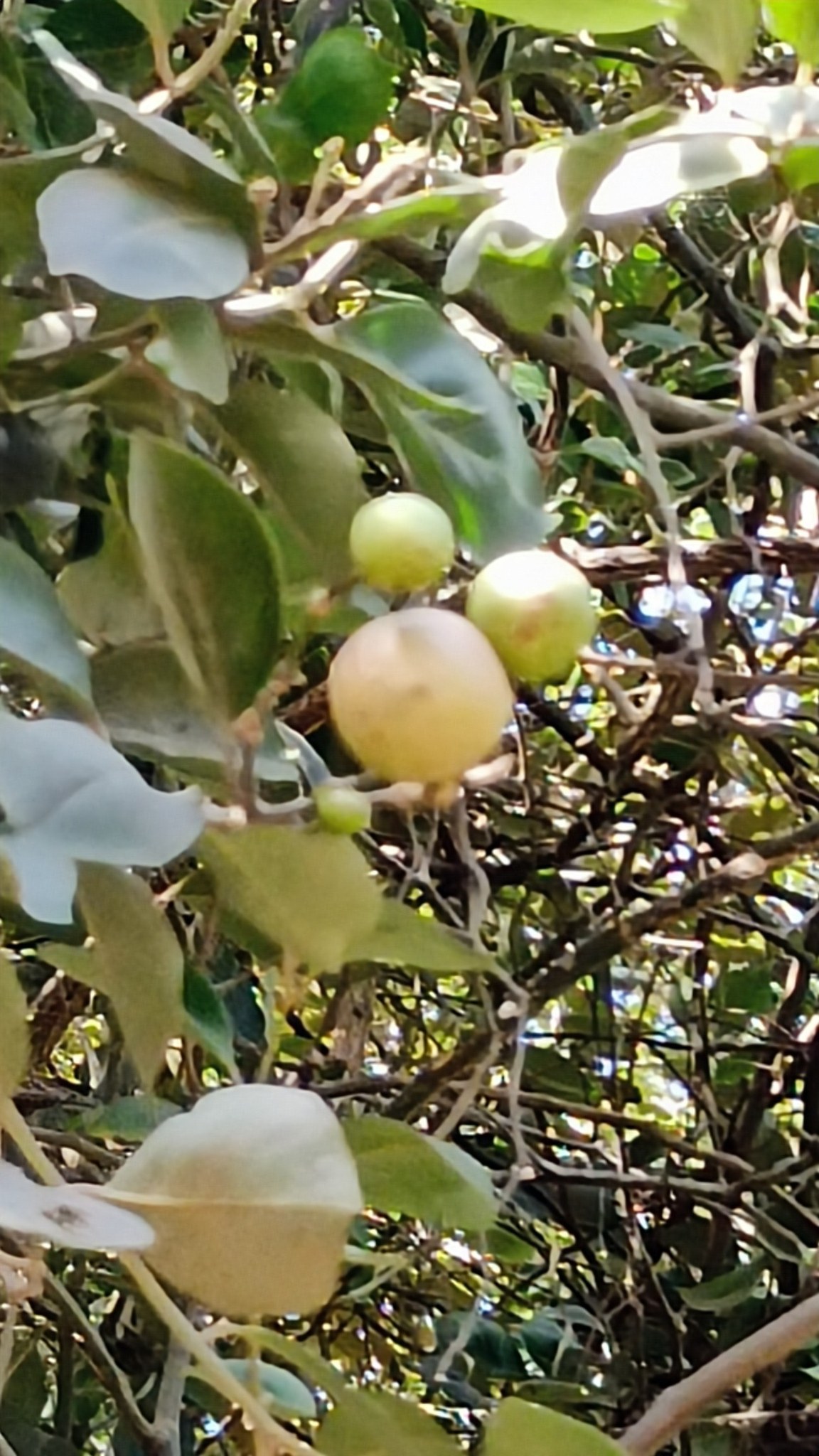 Plant Wealth of India (भारत की वनस्पति सम्पदा) | Pls help to identify ...