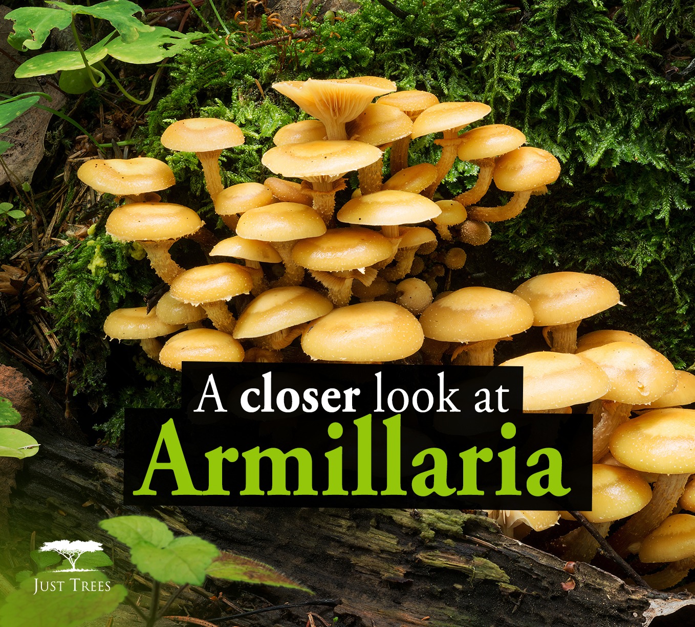 just-trees-armillaria-is-a-genus-of-fungi-that-includes-facebook
