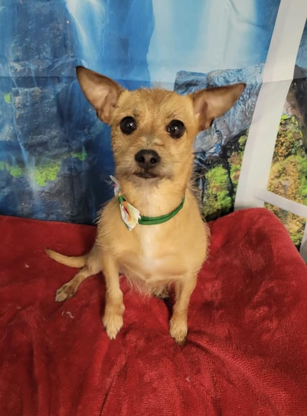 Hi everyone and Happy... - Project No Kill Canine Rescue