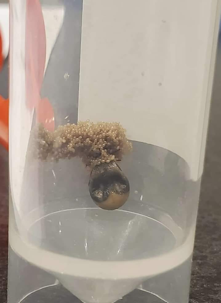 Gardening - From a local gardener: This tick has been on display for us ...