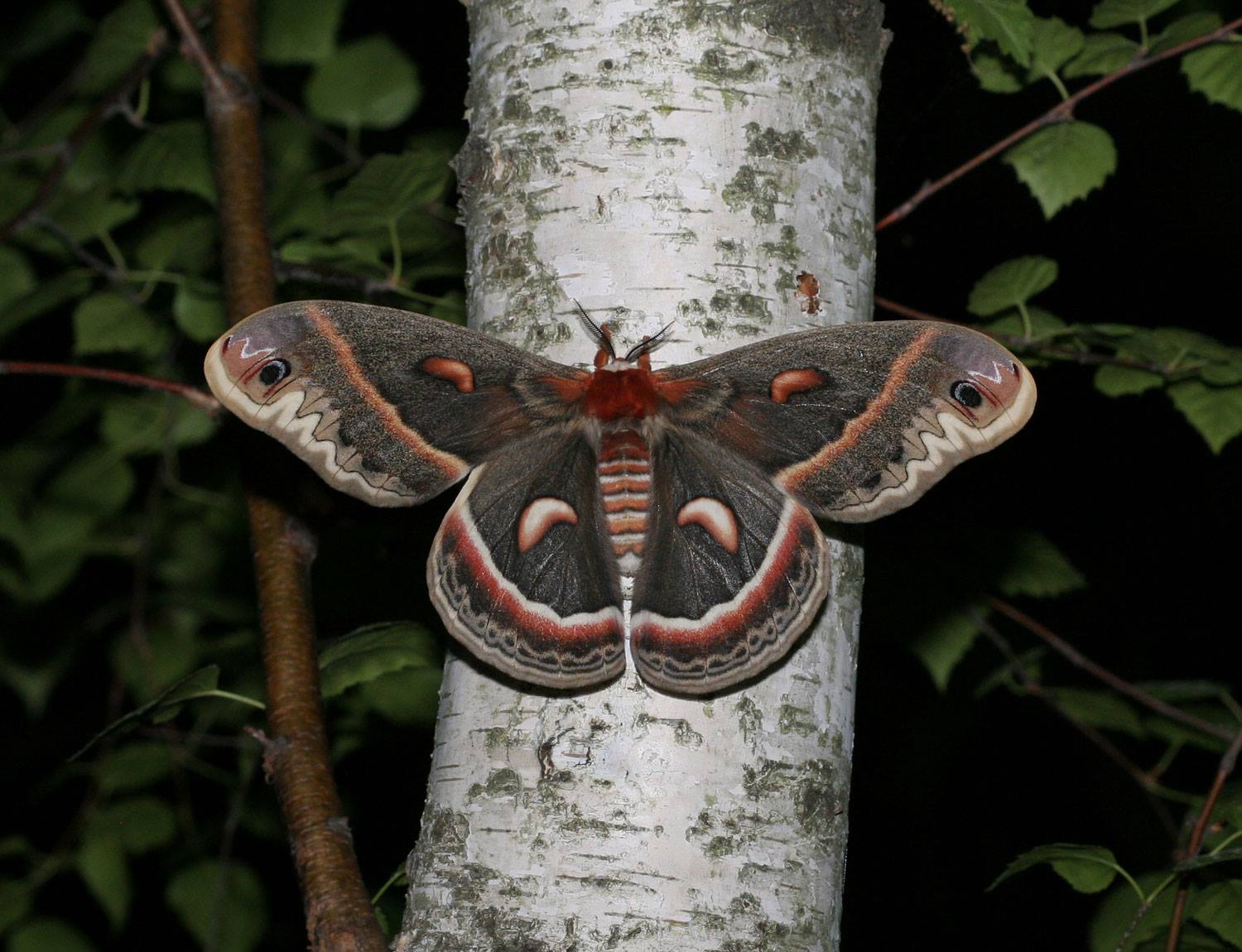 Natural - Celebrate National Moth Week at Presque Isle by joining ...