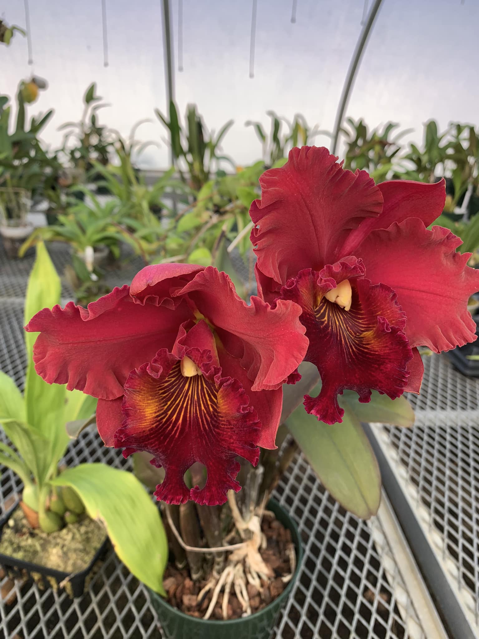 Rhyncholaeliocattleya Heaven's Gate 'Crystelle' orchid