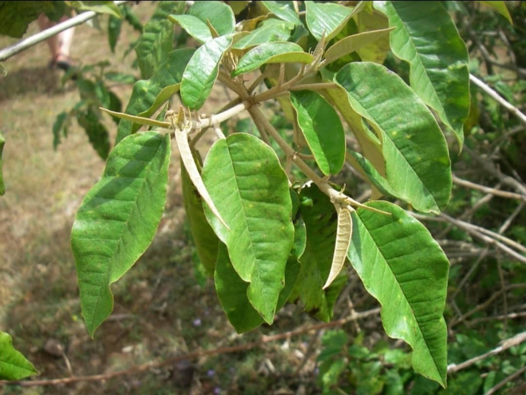Name:Mukinduri tree Scientific... - ROTARACT CLUB OF LIMURU | Facebook